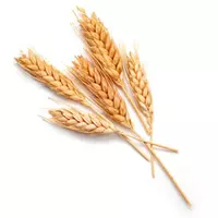 Купить пшеницу в Украине